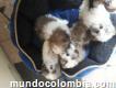 Vendo Cachorros Shitszu