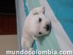 Hermosos Westy terrier