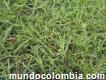 Grama natural pasto bermuda grass colombia