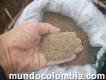 Semillas pastos y leguminosas colombia - suministro y asesoría
