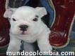 Venta Bulldog inglés