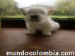 Venta Cachorros Westy
