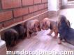 Cachorros teckel o salchichas en bucaramanga