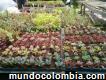 Cactus y suculentas en Medellín