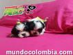 Cachorritos Abc 3008314682