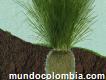 Sistema vetiver colombia