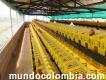 Galpones Para Gallinas Ponedoras