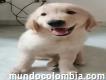 Cachorro golde retrive