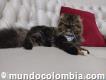 Gatos persas Cali Colombia