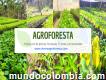 Vivero agroforesta vivero de forestales en Colombia
