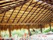 Vendo palmicha o hojas de palma excelente para techos cel.3108264979