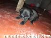 Vendo hermosos perros Pugs