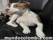 Vendo cachorro pitbull en Bogotá
