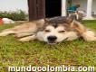 Busco novia alaska malamute