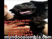 Perro perdido en Cali