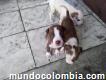 Venta de pitbull Stanford de 1 mes de nacidos