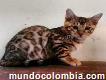 Gatito Bengali Adorables