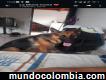 Busco perro macho pastor alemán para cruzar