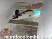 Vendo conejos rex
