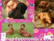 Cachorros en venta rhodesian rideback criadero