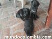 Venta de hermosos cachorritos pug negros