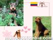 Colombia cachorros airedale terrier venta criadero