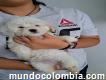 Venta de Cachorros