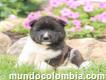 Criadero akita cachorros colombia venta