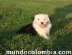Antiguo pastor inglés cachorros venta colombia