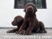 Labradores Excelentes Cachorros