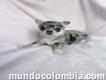 Petit Dog Chihuahuas