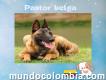 Pastor belga cachorros malinois criadero colombia