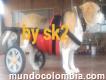 Silla ruedas caminadores para perros y gatos by sk