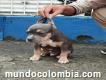 Pitbull masivo macho