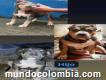Pitbull macho masivo