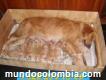 Venta de cachorros golden retriever hermosos