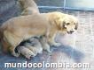 Se Venden Hermosos Cachorros De Golden Retriever