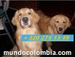 Se Venden Hermosos Cachorros Golden Retriever