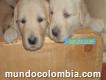Vendo Cachorros Golden Retriever Puros