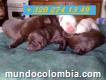 En Venta Cachorros Labrador Chocolate En Bogotá