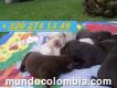 Venta De Lindos Cachorros Labrador Americano