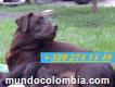 Vendo Perros Labrador Puros En Bogotá