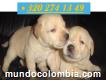 Venta De Cachorros Labrador Hermosos