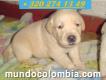Vendo Cachorro Labrador Dorado Puro En Bogotá