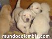 Espectaculares Cachorros De Labrador En Bogotá
