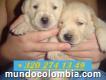 Labrador Scoot - Venta De Cachorros Labrador