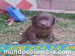 Vendo Cachorro De Labrador De Ojos Azules Hermoso