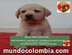 Vendo Cachorros Labrador Americano Puros En Bogotá