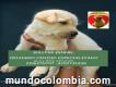 No Adopción - De Cachorro Labrador En Bogotá