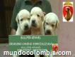 Se Venden Cachorro De Labrador Divin